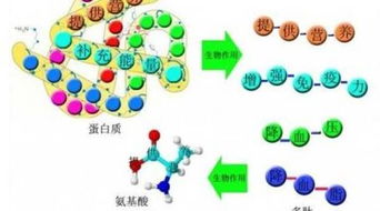 2019第六屆微生物活性肽創(chuàng)新產(chǎn)品 作用科學(xué)研究與生產(chǎn)制造運(yùn)用核心技術(shù)討論會(huì)