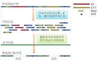 基因測(cè)序市場(chǎng)前景 上游市場(chǎng)增速放緩,中下游市場(chǎng)潛力巨大 第三章